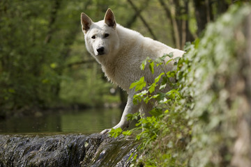berger blanc suisse à demi caché