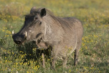 Warthog and Yellow Flowers