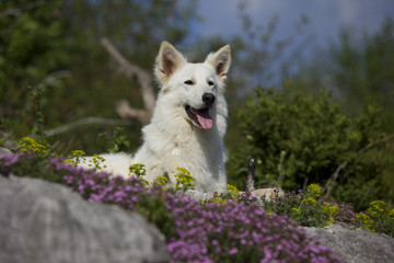 Weisser schweizer schäferhund