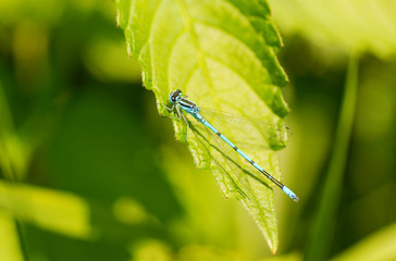Blue Dragonfly on a leaf