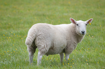 Obraz na płótnie Canvas smiling sheep on grass
