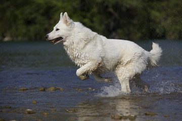 jump of the white swiss shepherd dog in the river