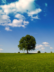 Einzelner Baum auf grüner Wiese unter blauem Himmel