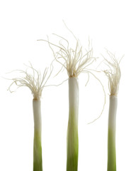 spring onions