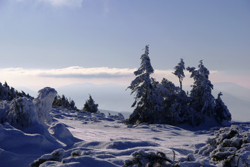 Świerki nad chmurami © GKor