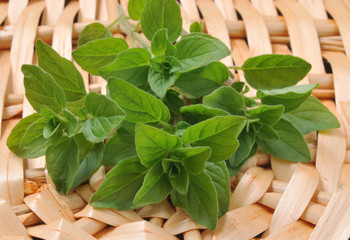 oregano