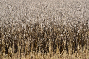 grano tenero e stoppie in pieno campo #2