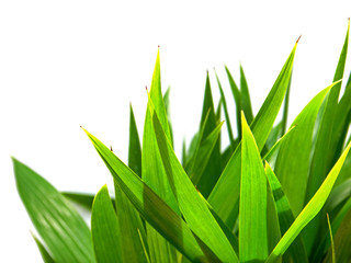 jeunes feuilles de palmier sur fond blanc