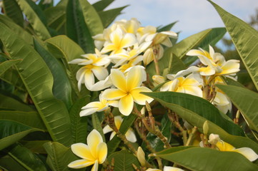 Hawaiian flowers frangipanier