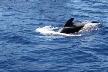 Fototapeta premium Delfin