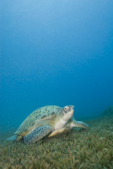 Naklejka na ściany i meble Adult female Green turtle on seagrass.