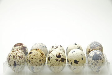 Obraz premium うずら-3