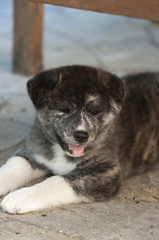 Chiot Akita