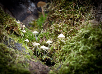 Naklejka na ściany i meble forest mushrooms on moss