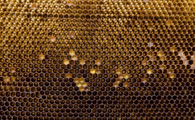 bee honeycombs