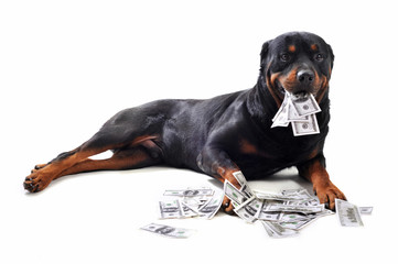rottweiler et billets