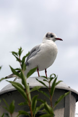 Obraz premium gabbiano