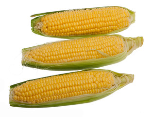 Maiskolben vor weissem Hintergrund