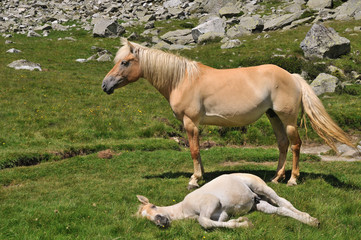 Mare and foal in alpine environment