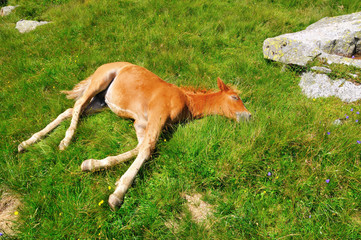 Naklejka na ściany i meble Foal resting in an alpine meadow