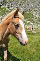Close up of an horse in alpine environment