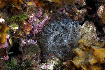 anemone diafano acquario