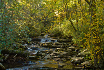 Fall colors over a Little Pigeon River on Chimney Tops Trail in
