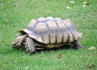 Large Tortoise Feeding