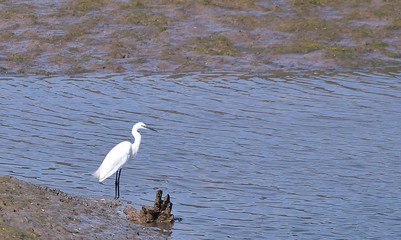 Garceta común,Egretta garcetta