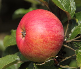 Pomme rouge