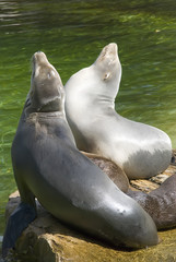 Naklejka premium Seals on the sun