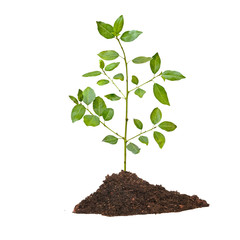 Tree seedling growing from soil