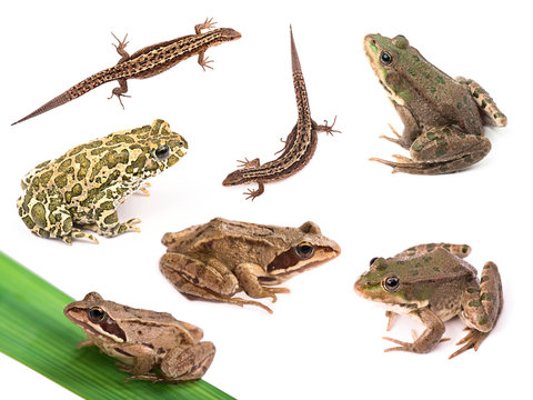 Amphibians and reptiles isolated on white background