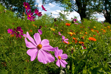 Blumenwiese bei Bötzingen
