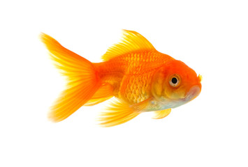 Goldfish