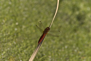 Libellula Rossa