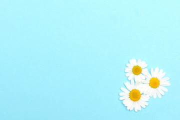 Fototapeta na wymiar Blue textured paper with daisies. Background