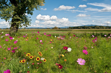 Blumenwiese mit Kokarden