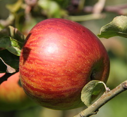 Pomme rouge, à croquer