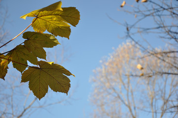 Obraz premium Couleur d'automne