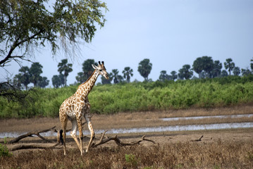 Masaai giraffe, Selous National Park, Tanzania
