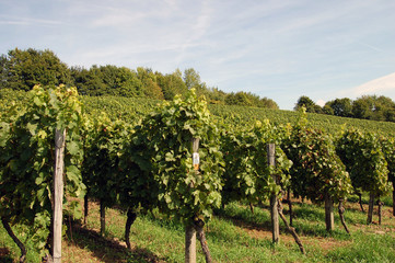 Fototapeta na wymiar In the vineyard