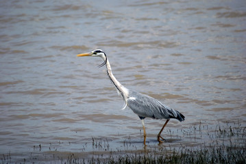 Grey heron, Selous National Park, Tanzania