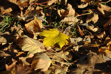 Couleur d'automne