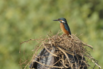 The Common Kingfisher (Alcedo atthis)