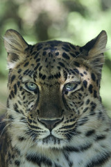 Fototapeta na wymiar Amur Leopard _MG_3580