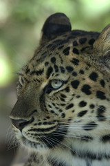 Fototapeta premium Amur Leopard _MG_3594
