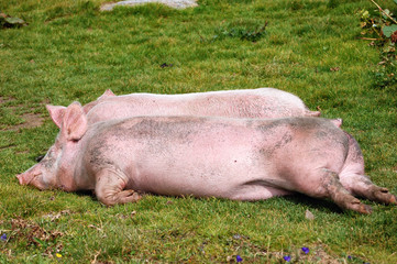 resting pigs in the grass