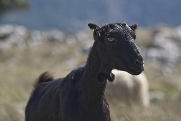 cabra doméstica