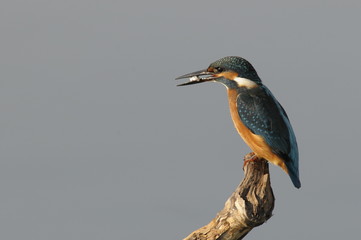 The Common Kingfisher (Alcedo atthis) with fish
